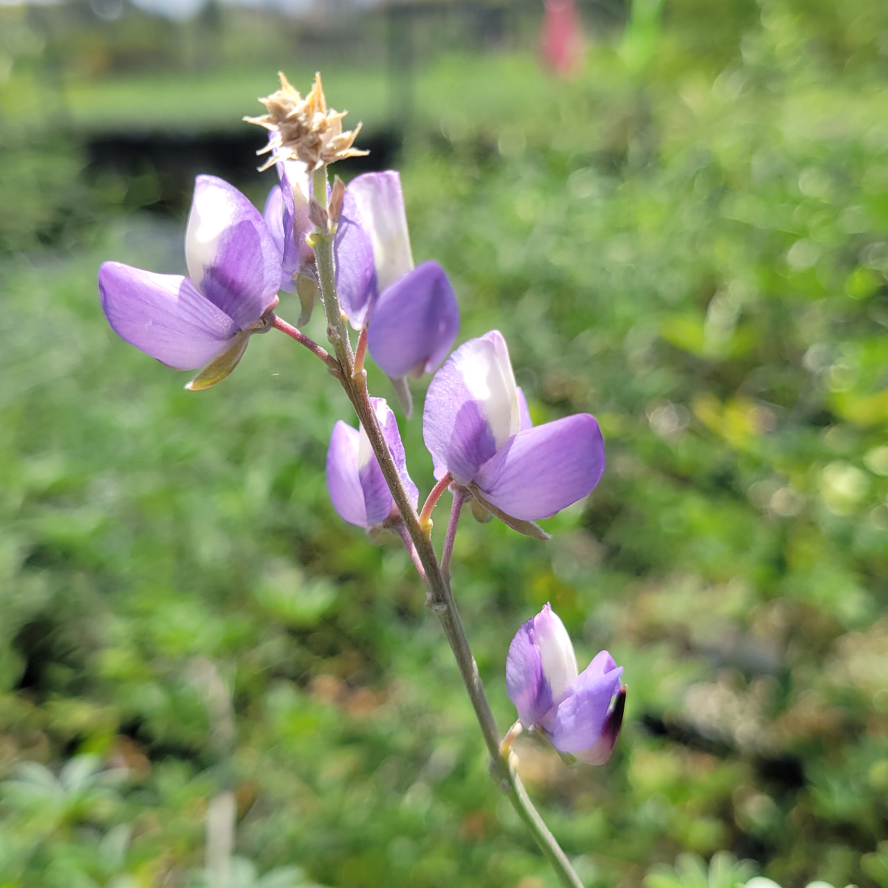 Lupinus longifolius (Violet Bush Lupine) | El Nativo Growers