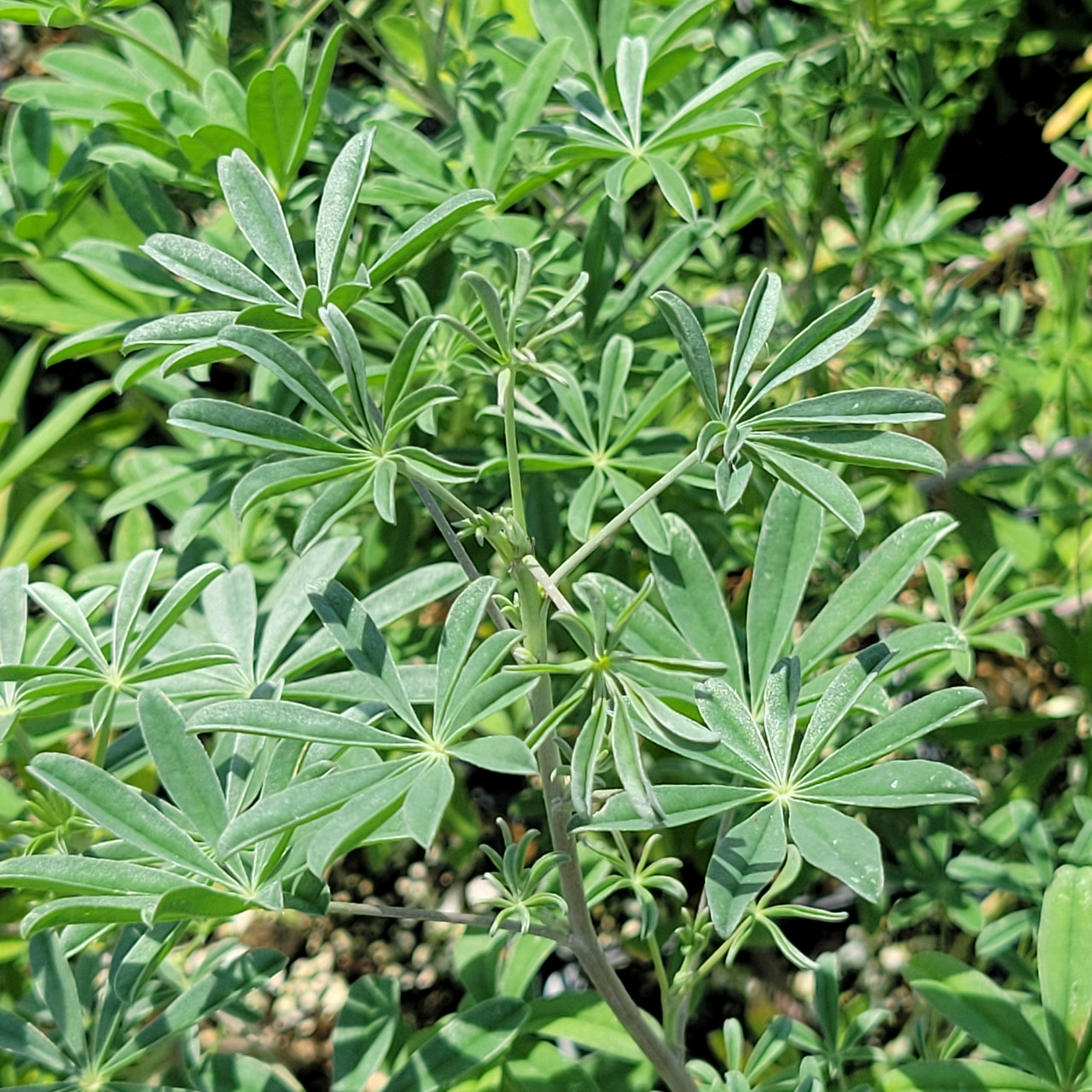 Lupinus longifolius (Violet Bush Lupine) | El Nativo Growers