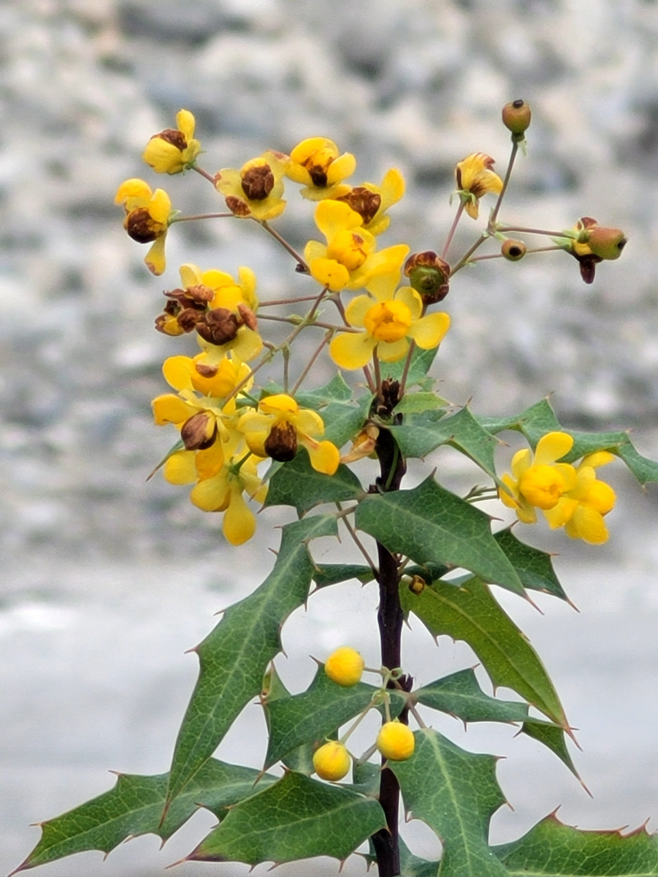 Mahonia nevinii (Berberis) (Nevin's Barberry)