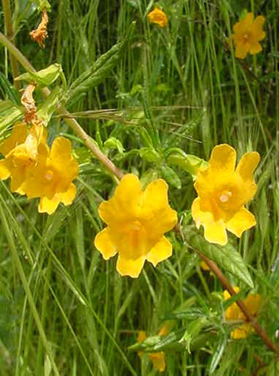 Mimulus aurantiacus (Diplacus) (Bush Monkeyflower)