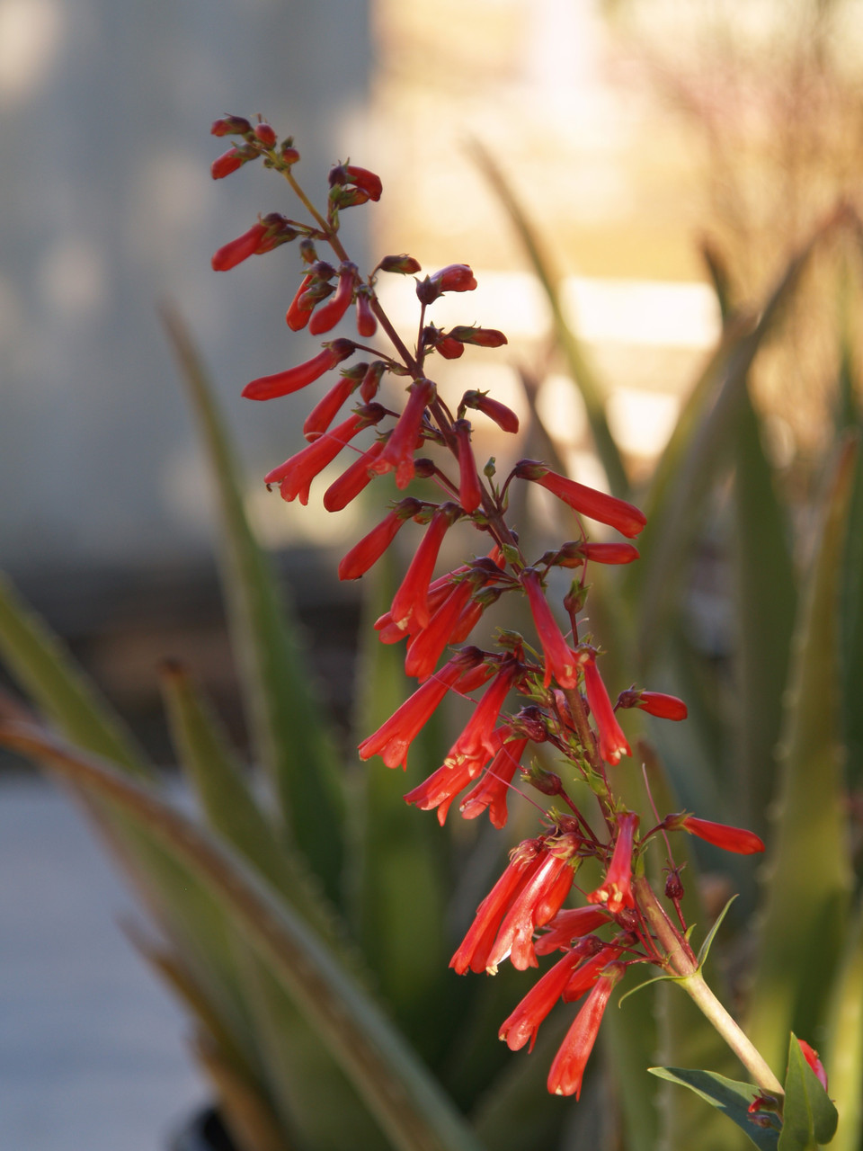 Penstemon eatonii (Firecracker Penstemon)