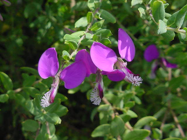 Polygala dalmaisiana (Sweet Pea Bush)