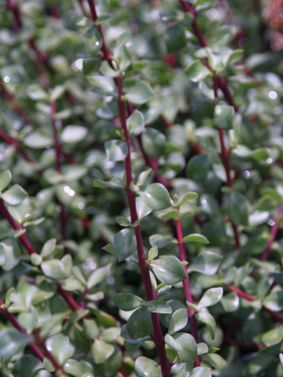 Portulacaria afra macrophylla (Elephant Food - Large Leaf Form)