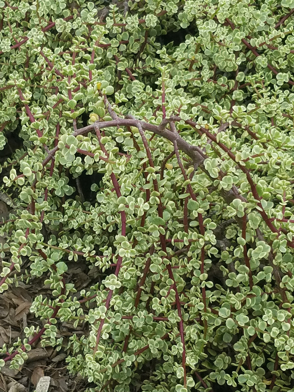Portulacaria afra 'Variegata' (Variegated Elephant Plant)