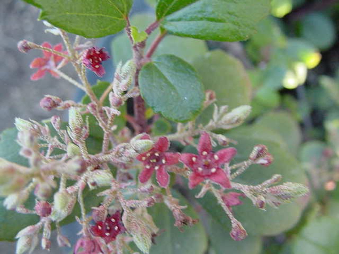 Ribes Viburnifolium Evergreen Currant