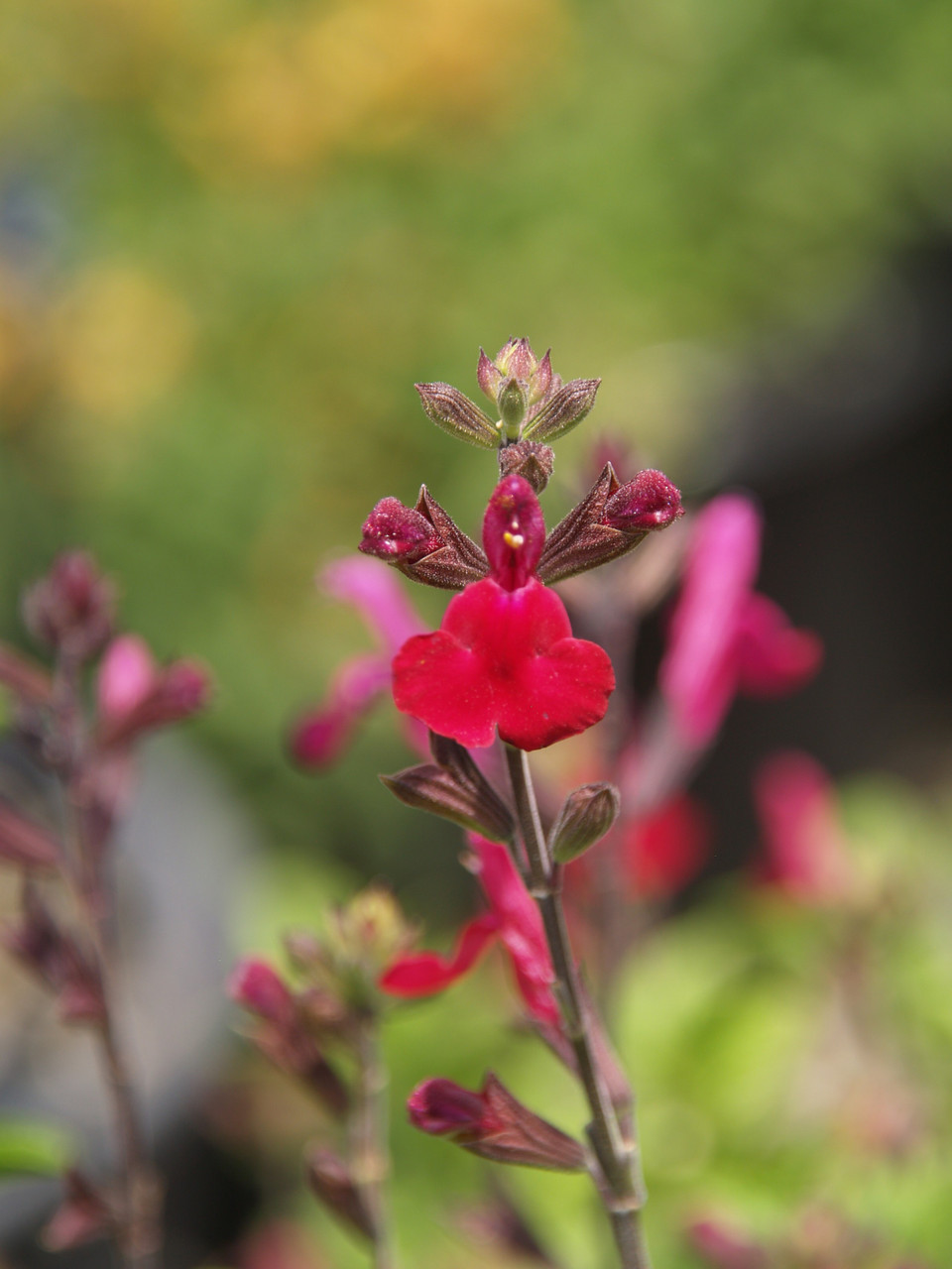 Salvia greggii 'Variegata' Desert Blaze PP#8560 (Variegated Autumn
