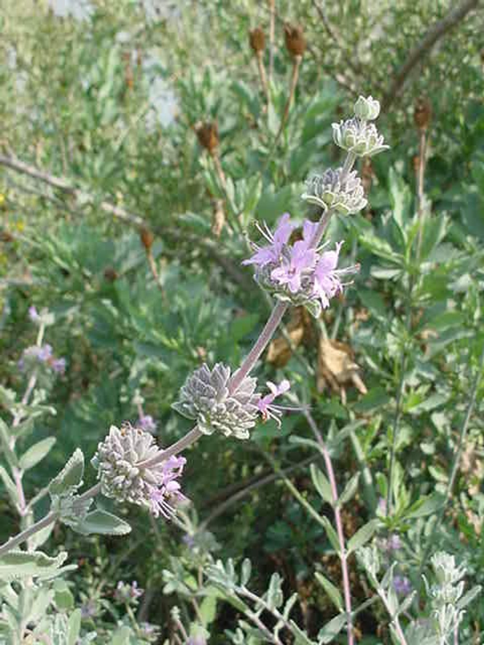 Lepechinia salviae (Lindl.) Epling (Salvia blanca, Lahuenl…