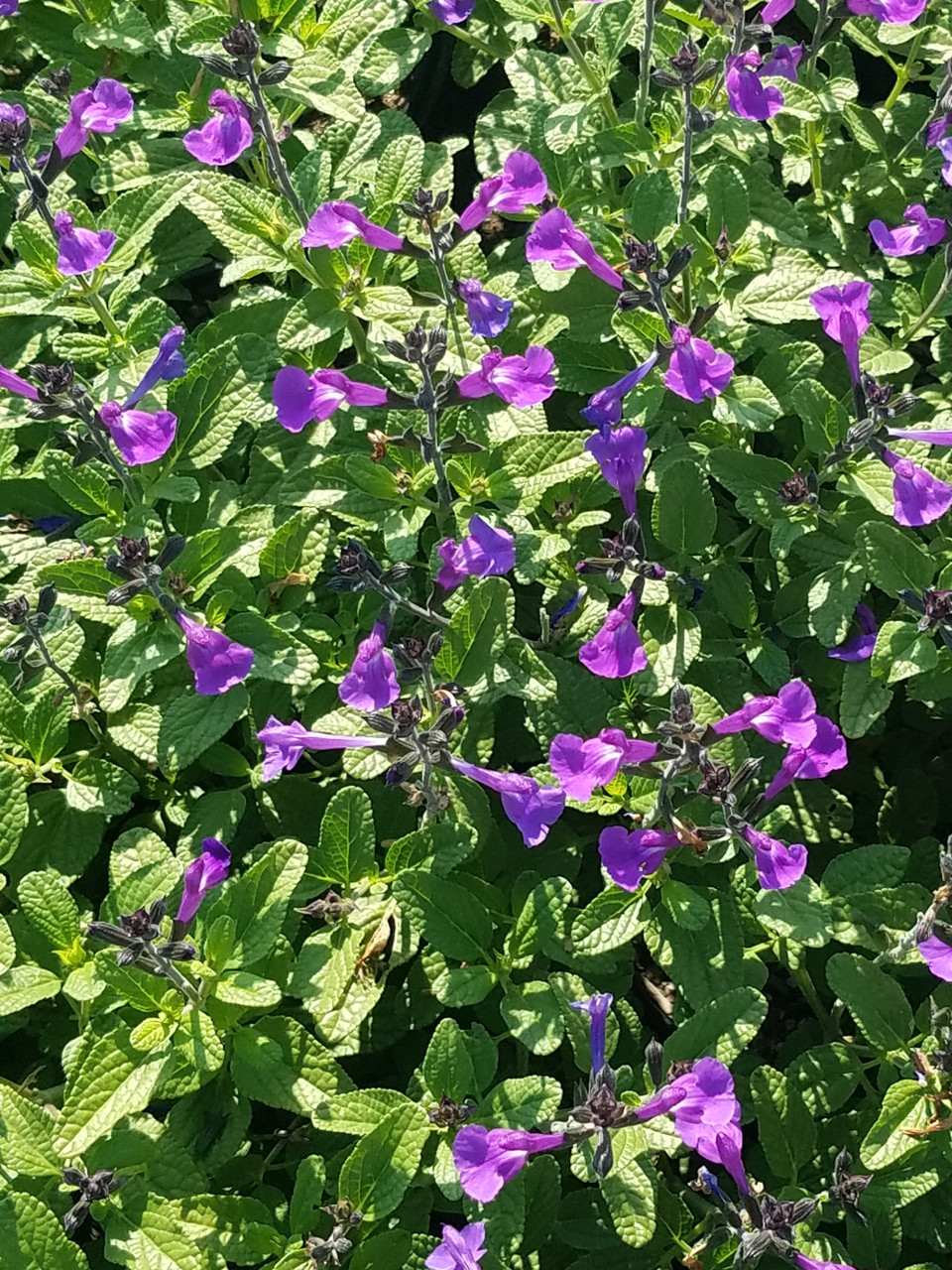 Salvia microphylla x Heatwave™ Breeze PPAF (Heatwave™ Sage