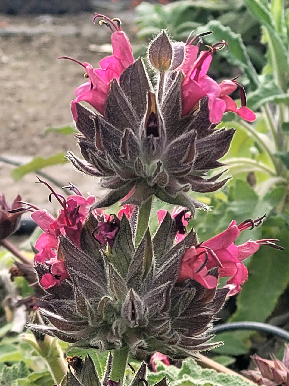 Salvia spathacea (Hummingbird Sage)