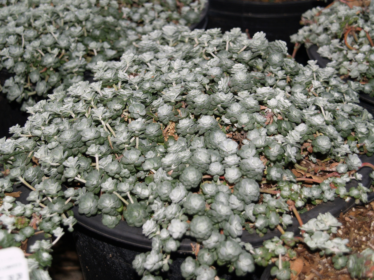 Sedum spathulifolium 'Cape Blanco' (Stonecrop Selection)