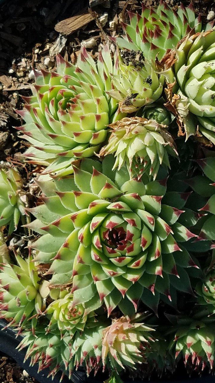Sempervivum 'Fire Dragon' (Hens and Chicks - Green with Red Tips)