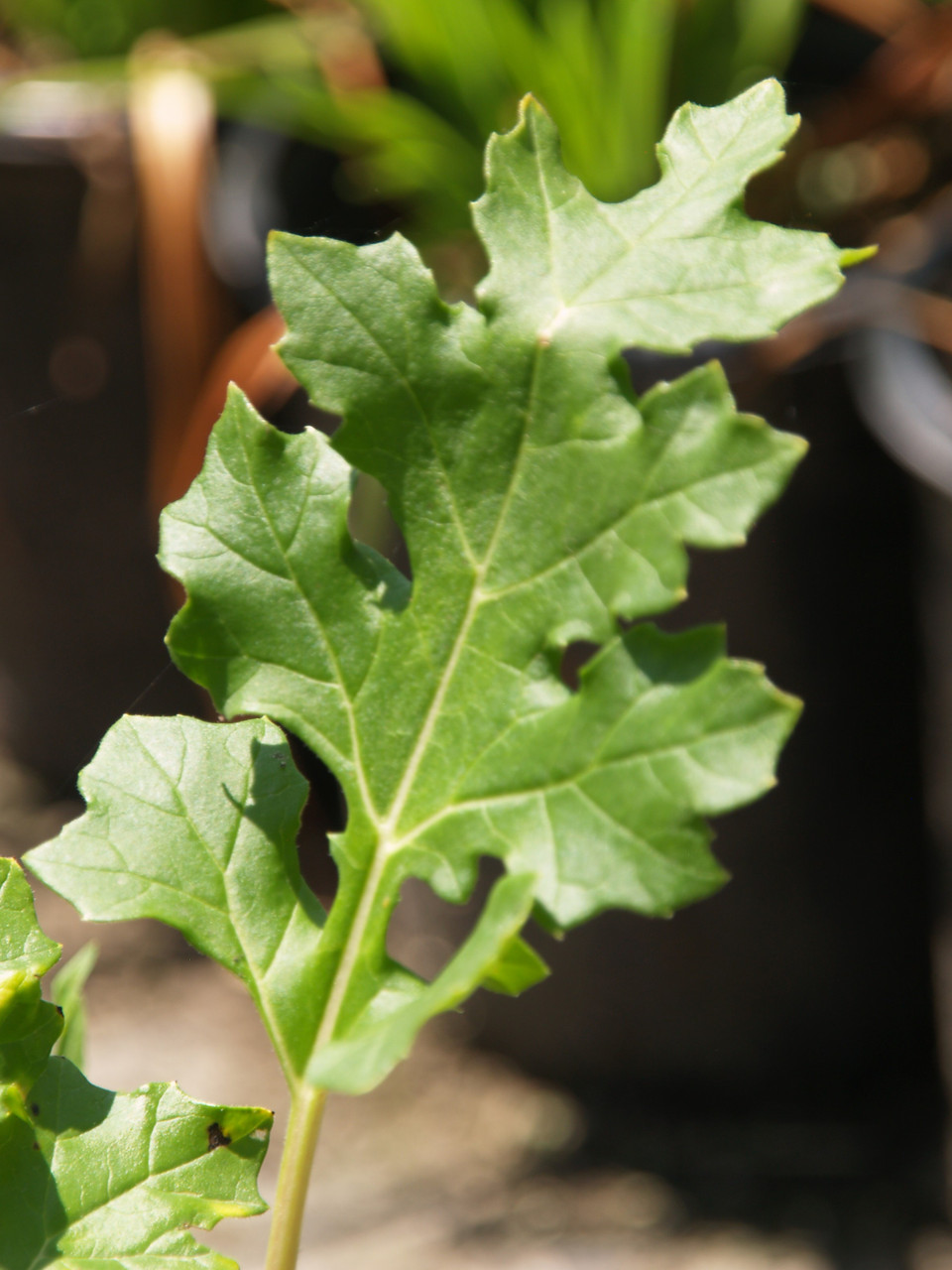 acanthus-mollis-bear-s-breeches