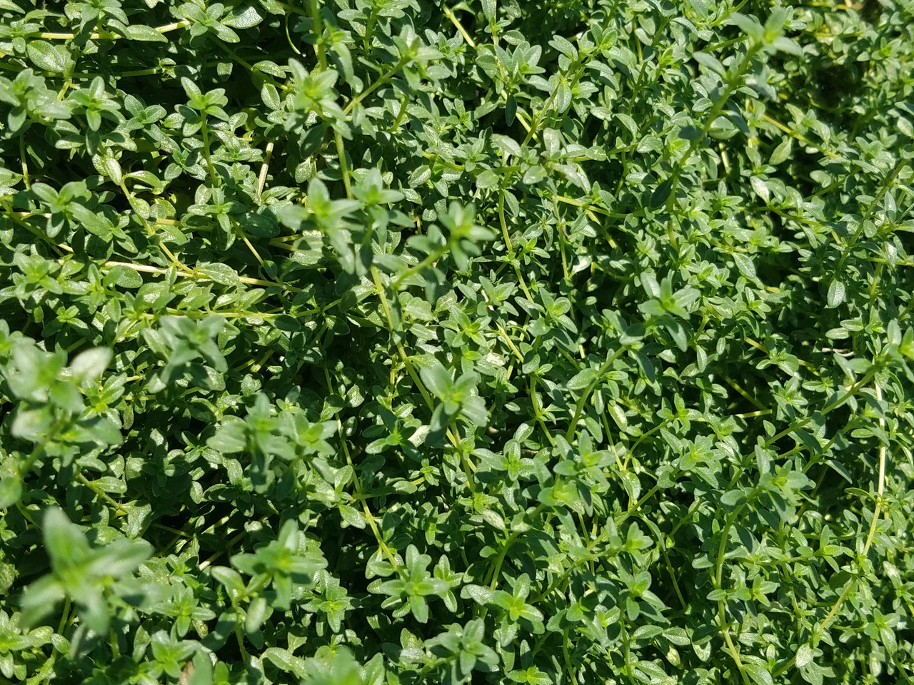 Thymus 'Doone Valley' (Creeping Thyme Selection)