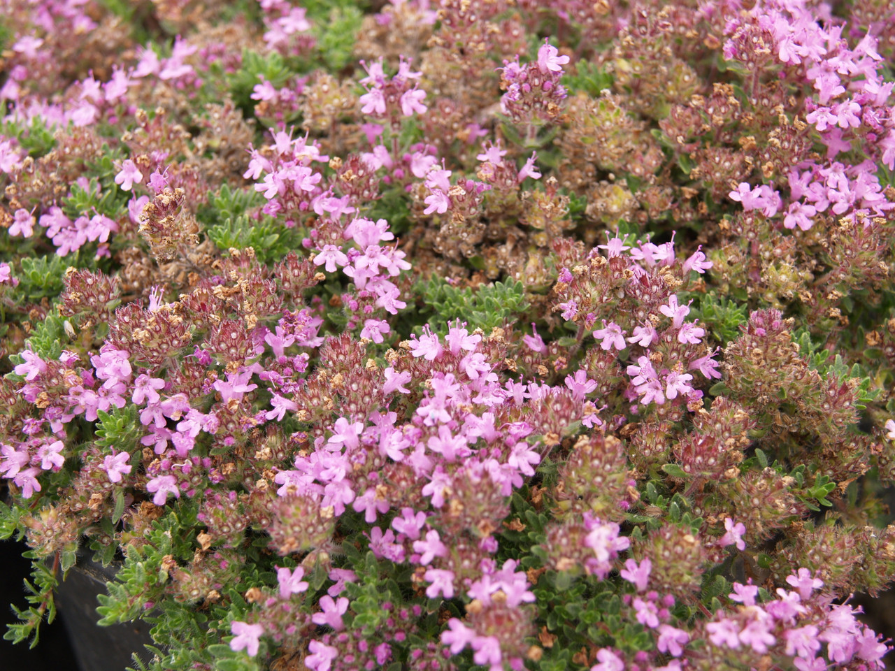 コスモ バインステープ ワイド25 25mm ローズピンク② Thymus praecox 'Pink Chintz' (Creeping Thyme)