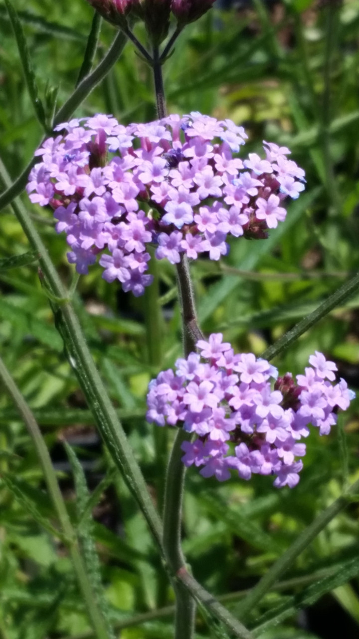 Verbena bonariensis 'Lollipop' (Dwarf Upright Verbena)