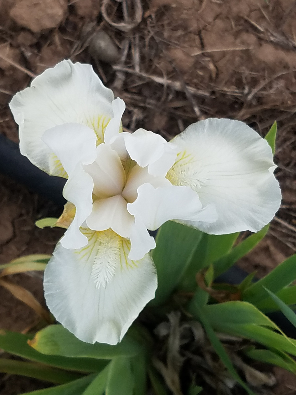 Iris g. 'Low Ho Silver' (Bearded Iris - Intermediate - White)