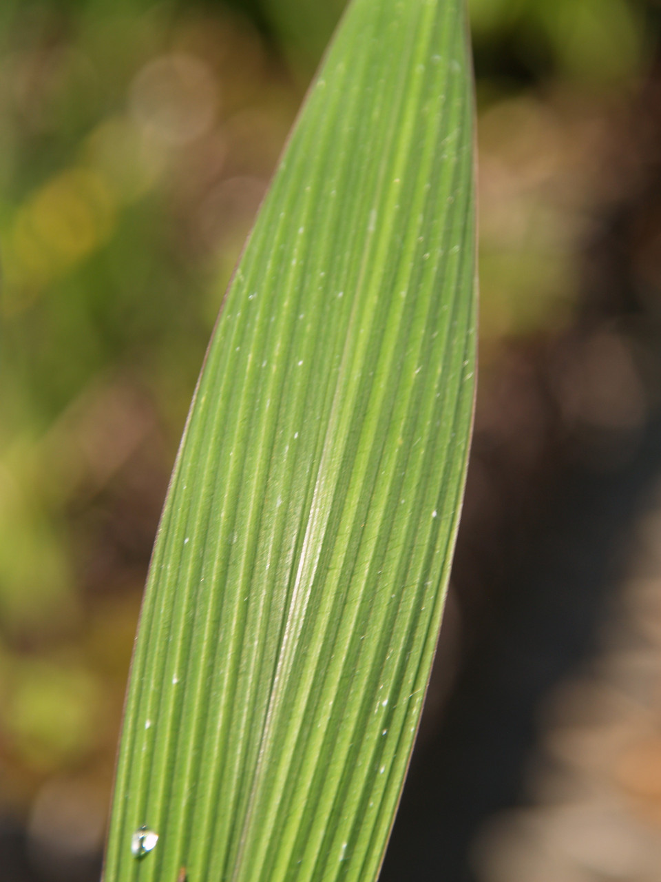 setaria palmifolia