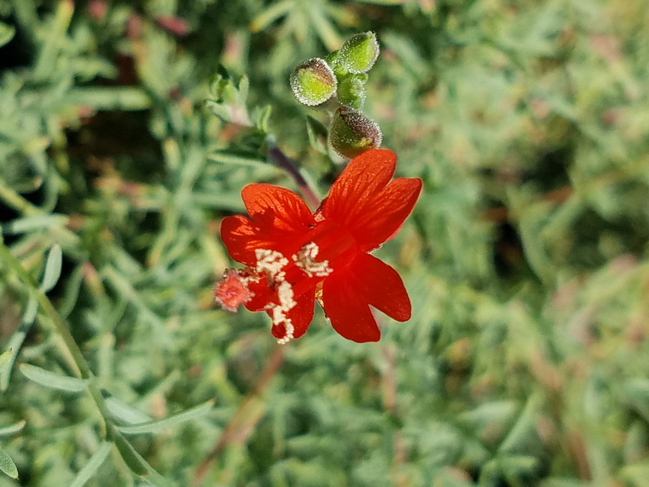 Zauschneria cana (Epilobium canum) | 1-gallon | El Nativo Growers