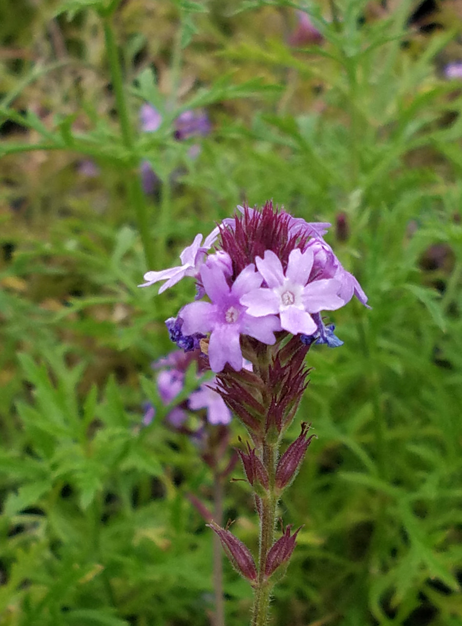 Verbena lilacina 'De la Mina' | 5-gallon | El Nativo Growers