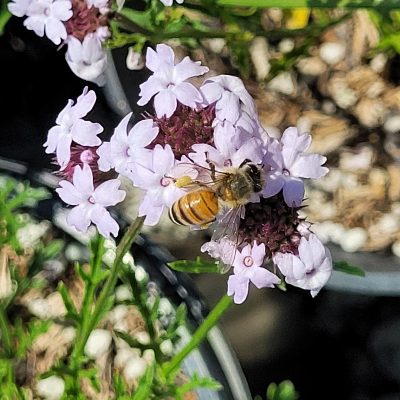 Verbena lilacina 'Paseo Rancho' (Lilac Verbena Selection)
