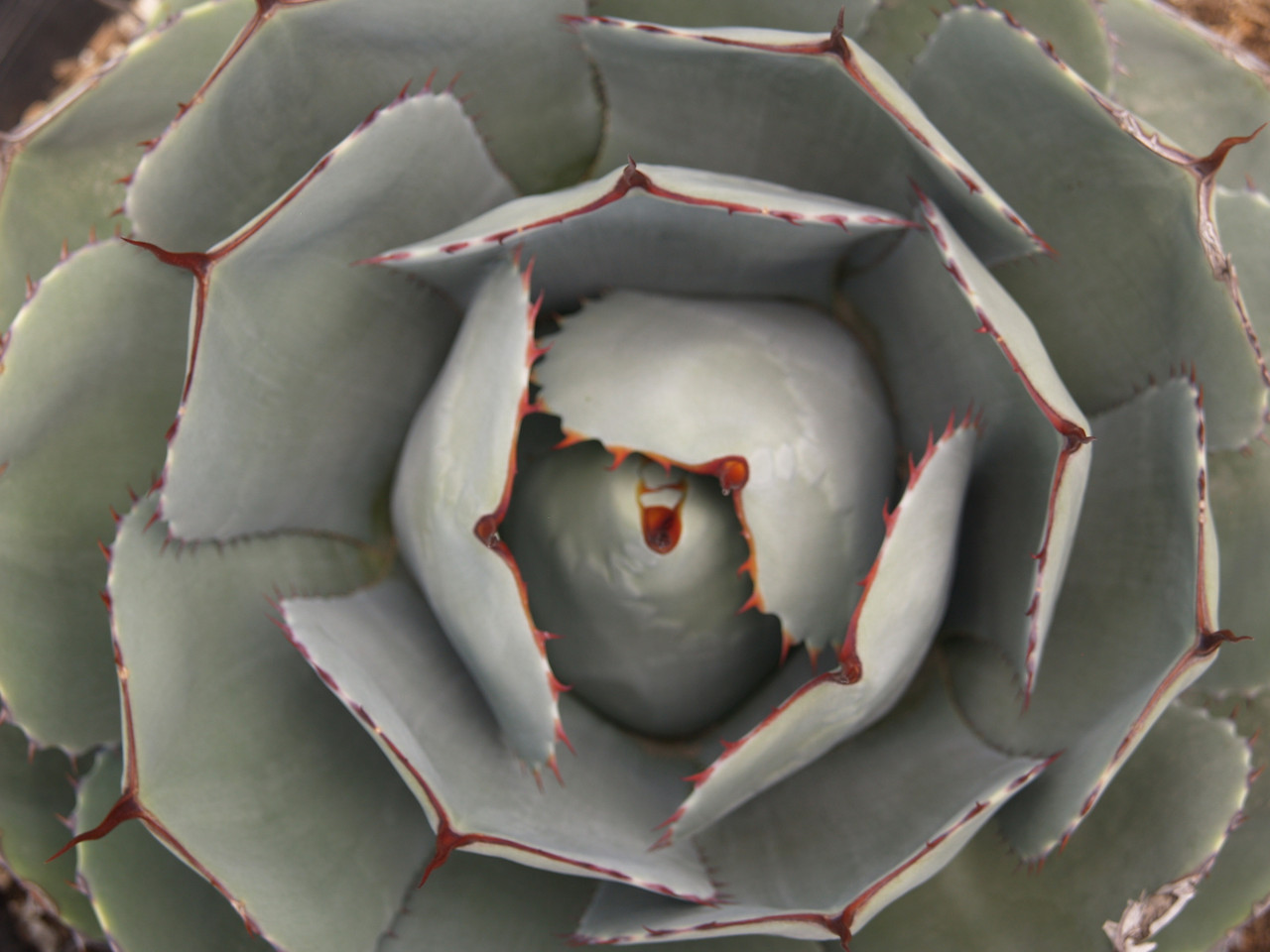 Agave parryi var. truncata (Artichoke Agave)