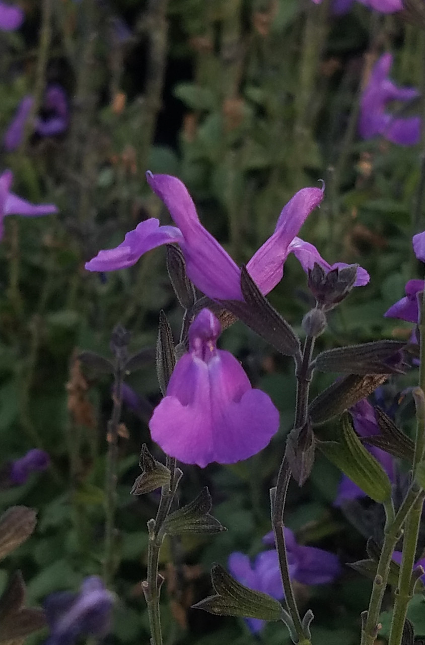 Salvia microphylla x Heatwave™ Breeze PPAF (Heatwave™ Sage