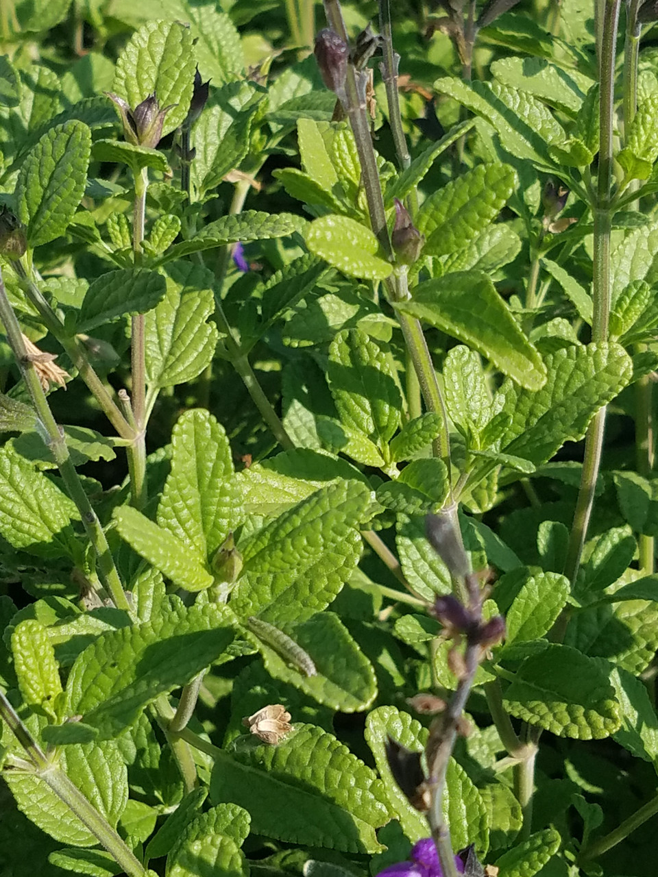 Salvia microphylla x Heatwave™ Breeze PPAF (Heatwave™ Sage
