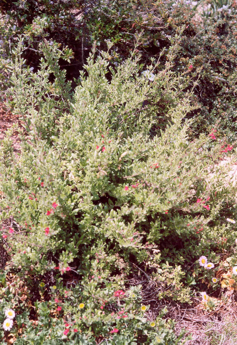 Galvezia speciosa 'Firecracker' (Gambelia) (Island Bush Snapdragon