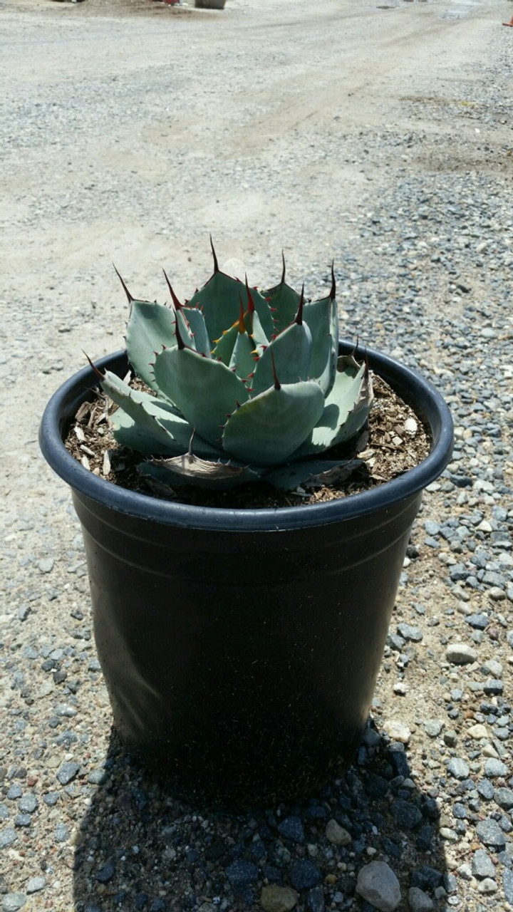 Agave parryi var. truncata (Artichoke Agave)