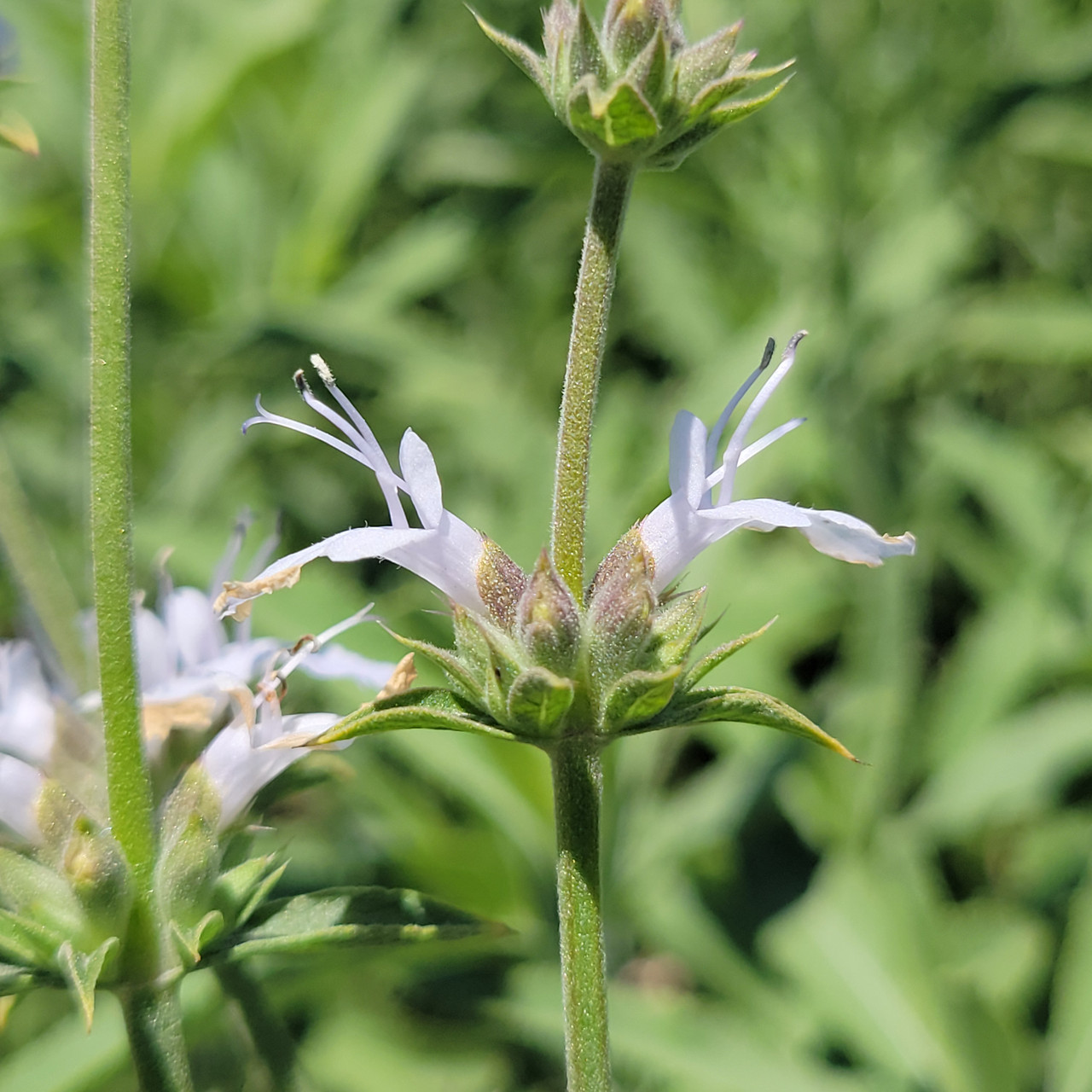 Salvia 'Thor' (Native Salvia Hybrid)