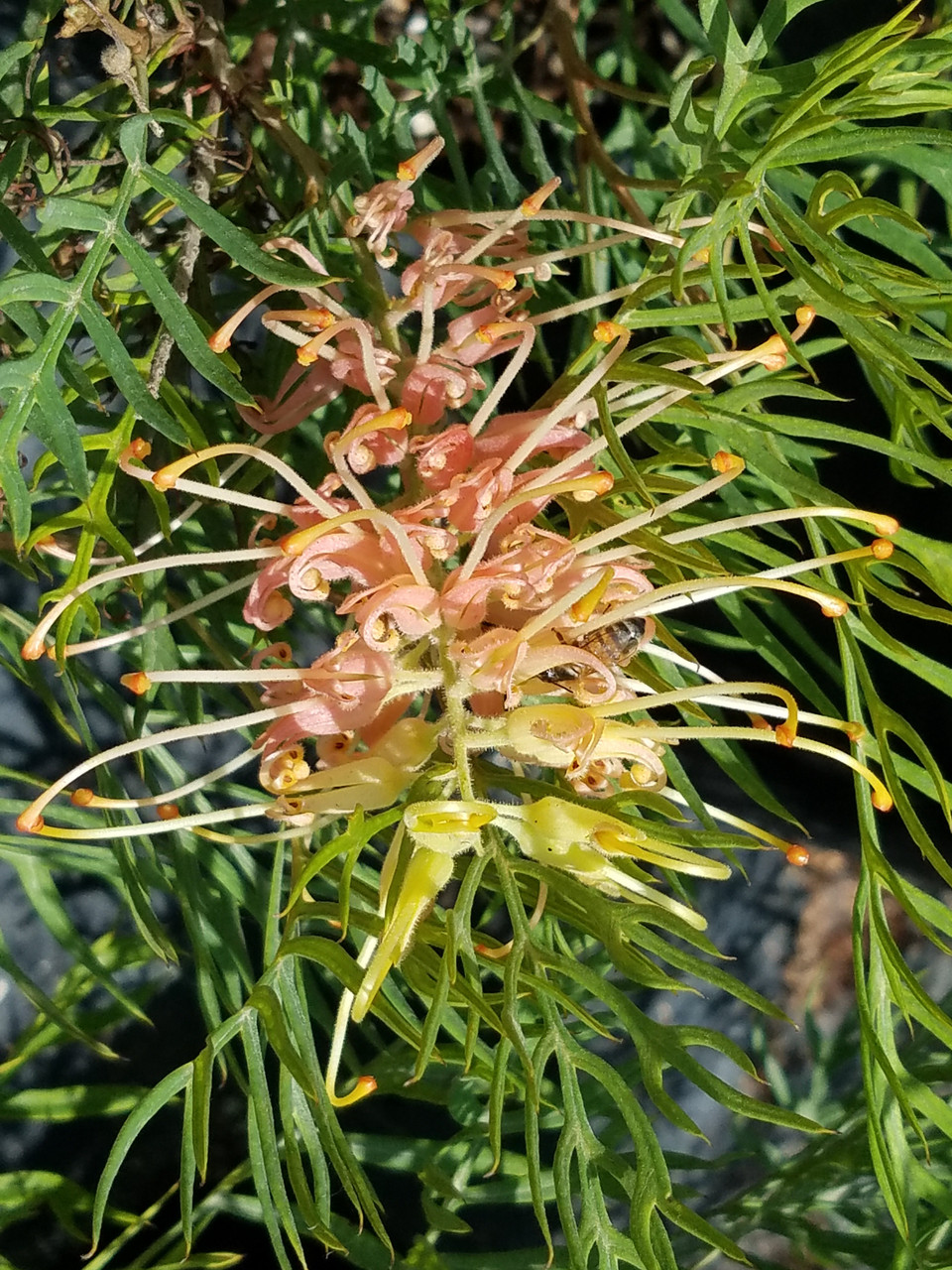 フラワーエール、クリーム Grevillea 'Peaches and Cream' (PP18,035) (Grevillea Hybrid)