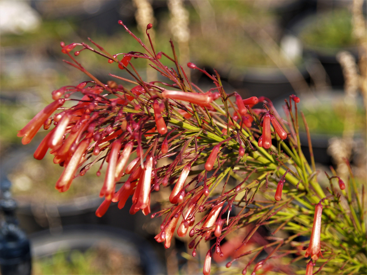 Russelia 'St. Elmo's Fire' (Coral Fountain Selection)