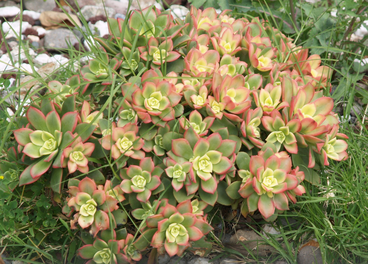 Aeonium 'Kiwi' (Aeonium - Variegated Rosette)