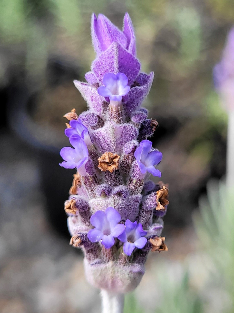 Lavandula 'Goodwin Creek' (Lavender Hybrid) | El Nativo Growers