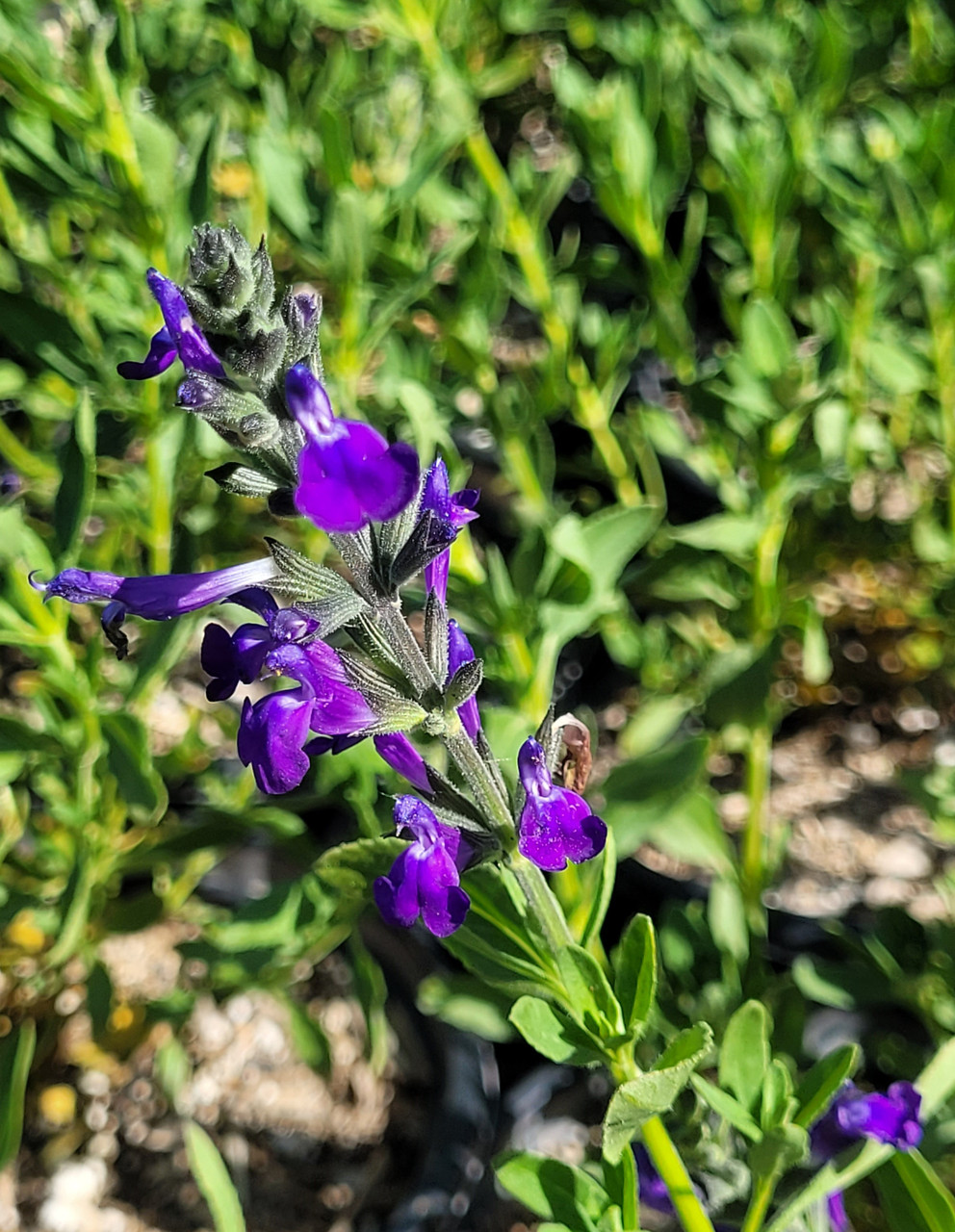 Salvia 'Nuevo Leon' 1g - El Nativo Growers