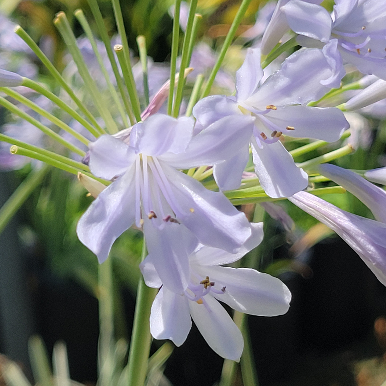 Agapanthus 'Tinkerbell' (Dwarf Variegated Agapanthus)