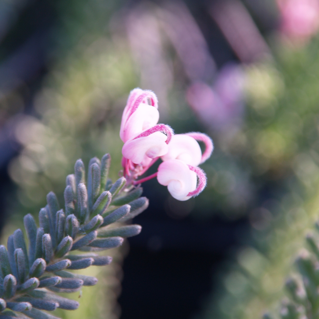 Grevillea lanigera 'Prostrata' (Prostrate Wooly Grevillea)
