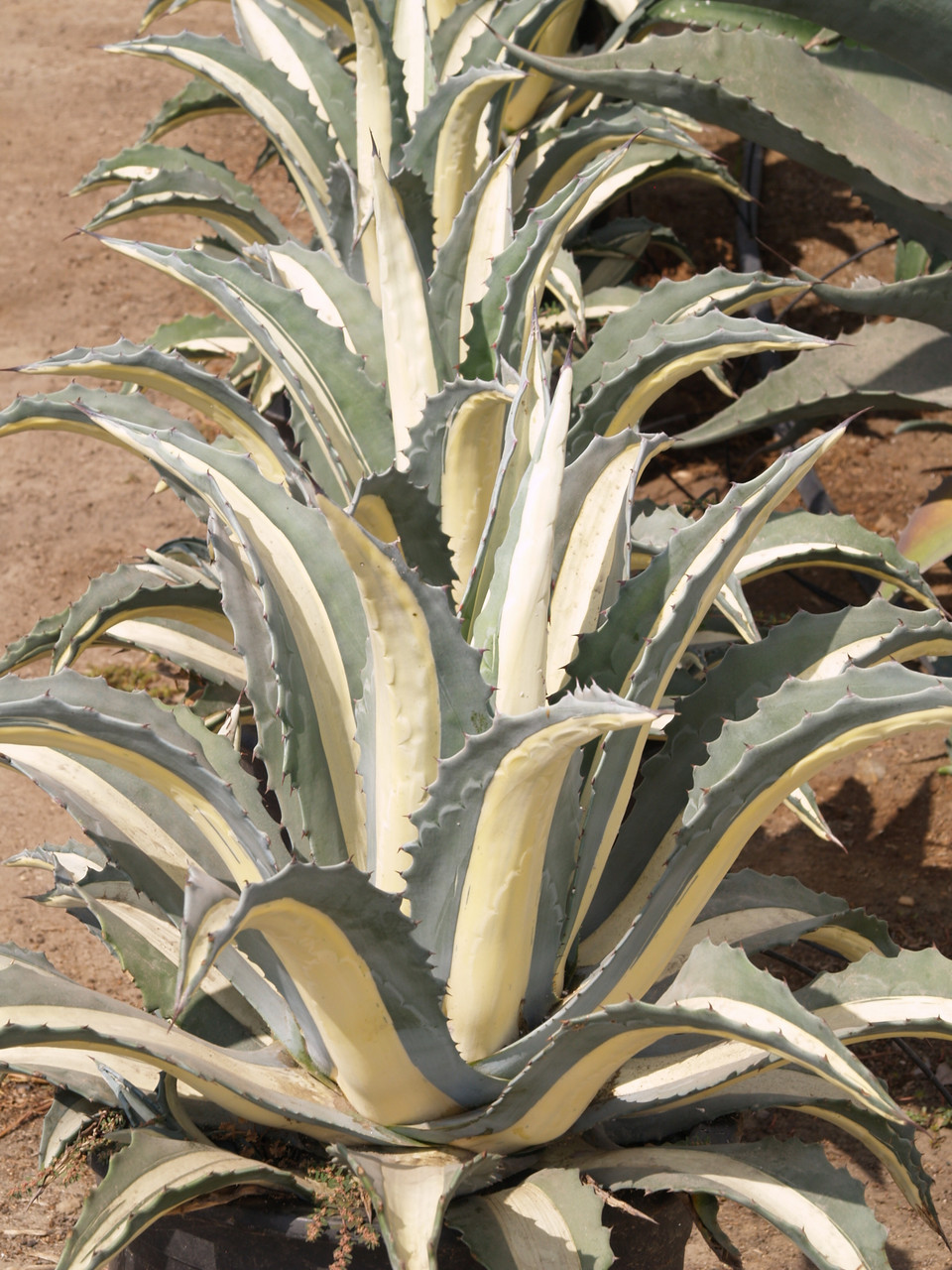 Agave a. var medio-picta 'Alba' (White Variegated Century Plant)