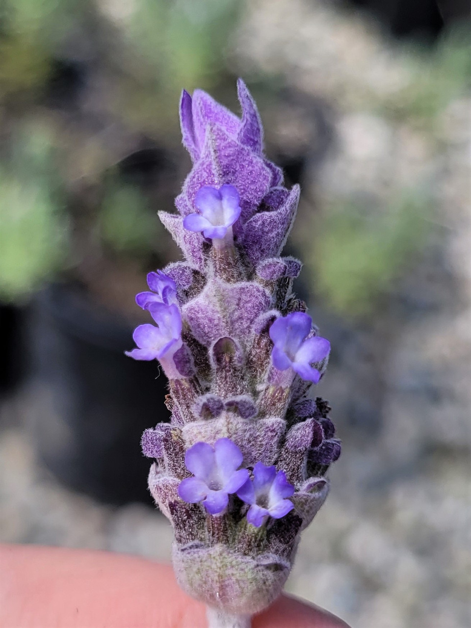 Lavandula 'Goodwin Creek' (Lavender Hybrid)