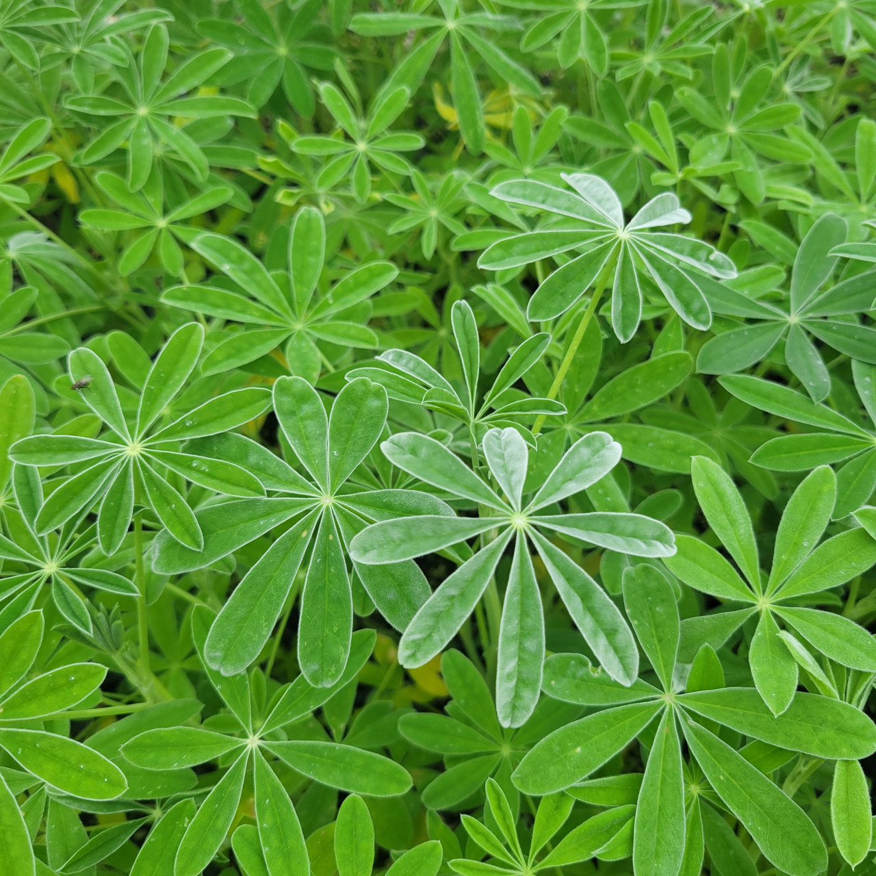 Lupinus longifolius (Violet Bush Lupine)