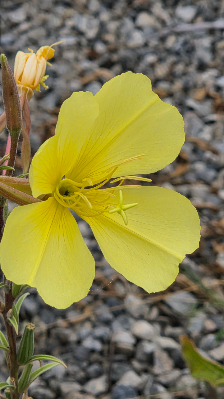Oenothera elata (Hooker's Evening Primrose, Sundrops)