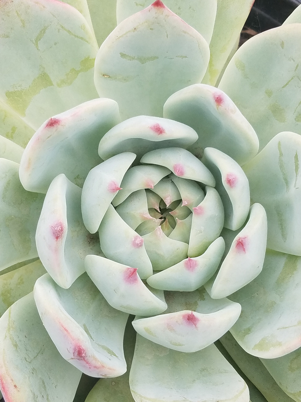 Echeveria colorata (NCN)