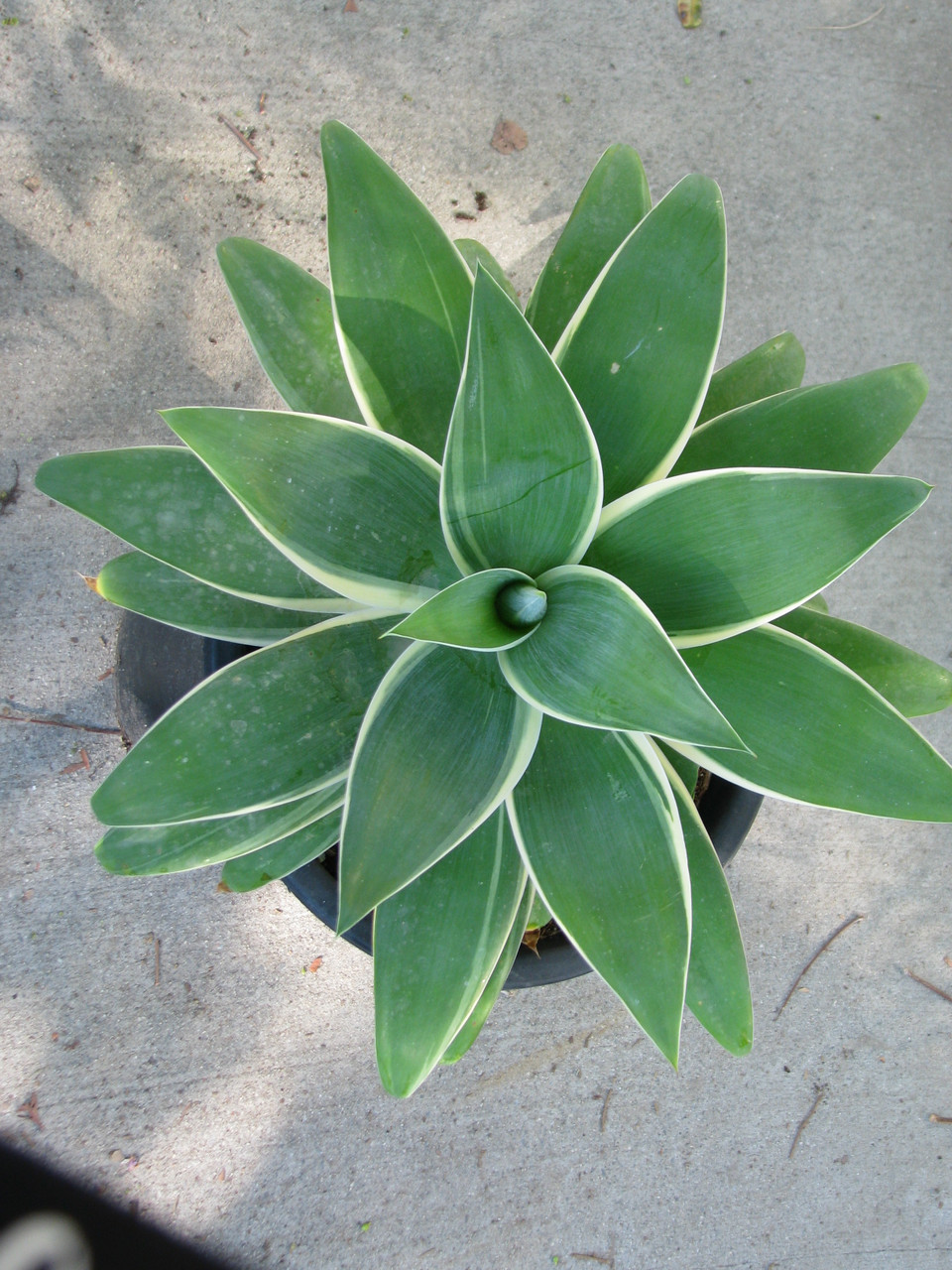 Agave attenuata 'Ray of Light' PPAF (Variegated Foxtail Agave)