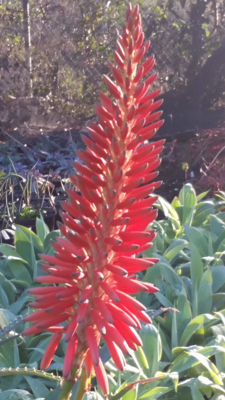 Aloe 'LEO 3711' Scarlet Rockets (Sunbird Aloe Hybrid)