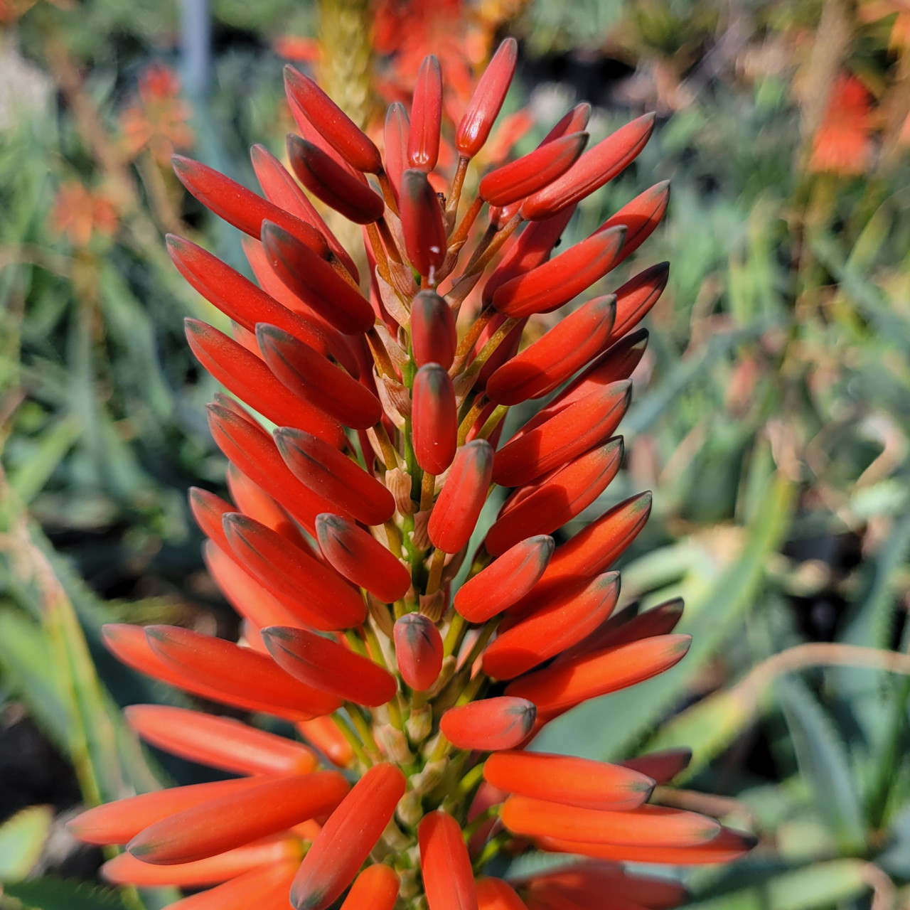 Aloe 'LEO 3711' Scarlet Rockets (Sunbird Aloe Hybrid)