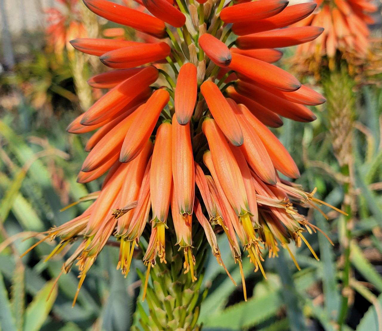 Aloe 'LEO 3711' Scarlet Rockets (Sunbird Aloe Hybrid)
