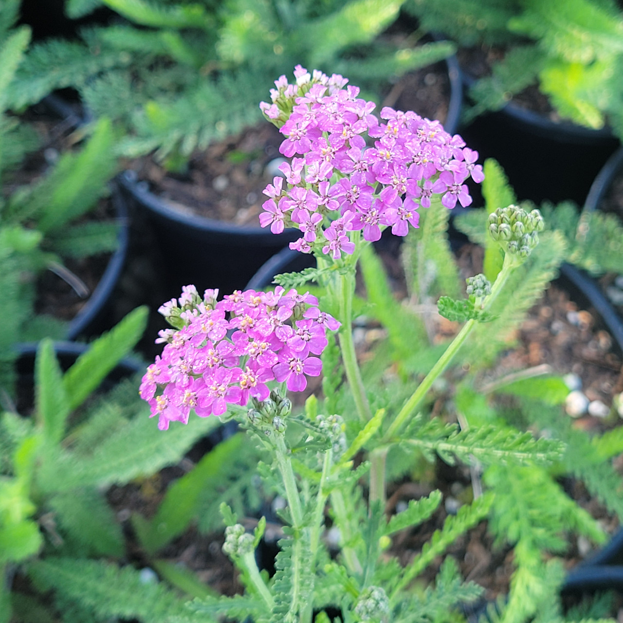 Achillea millefolium 'Lilac Queen' (Common Yarrow - Lilac)