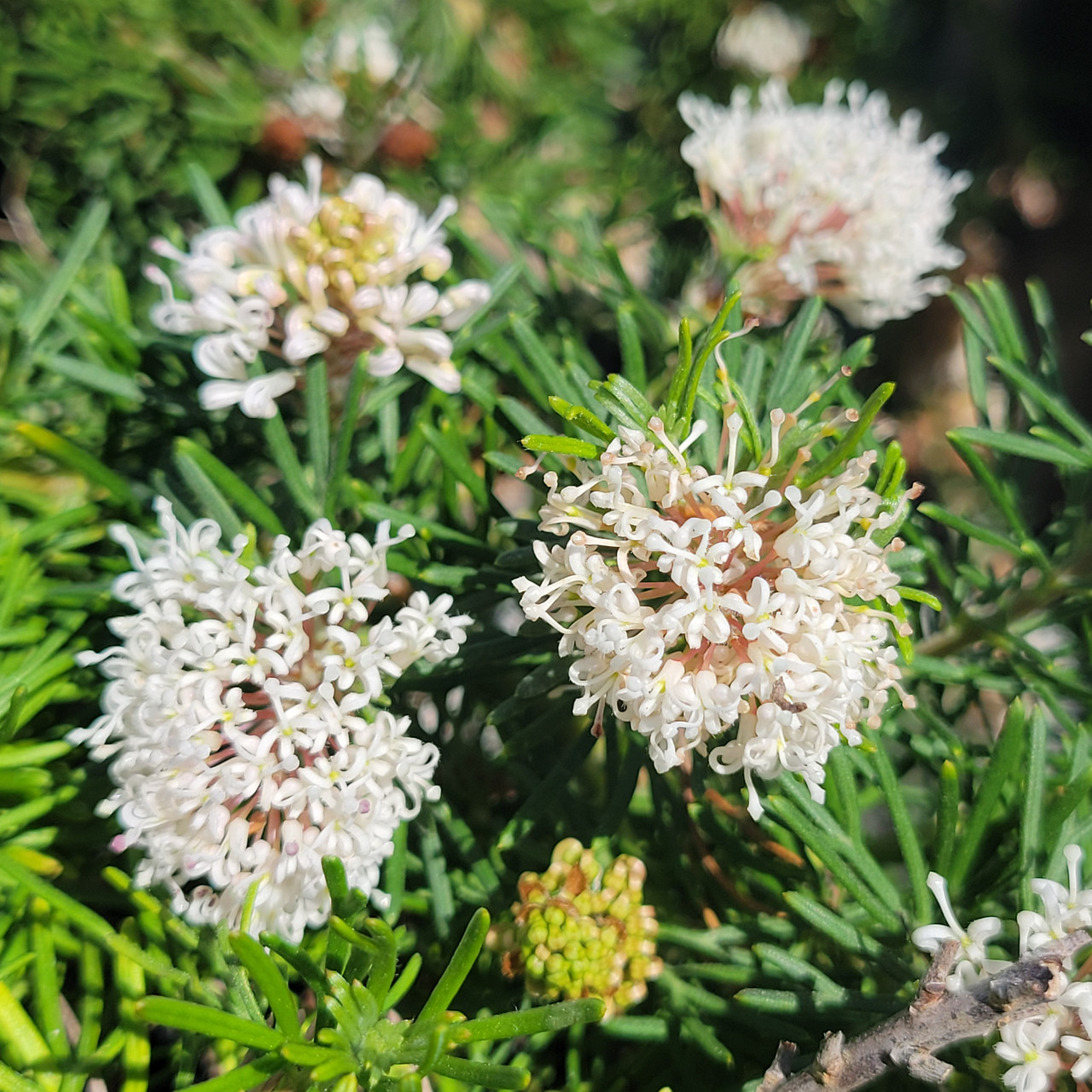 Grevillea crithmifolia | 5-gallon | El Nativo Growers