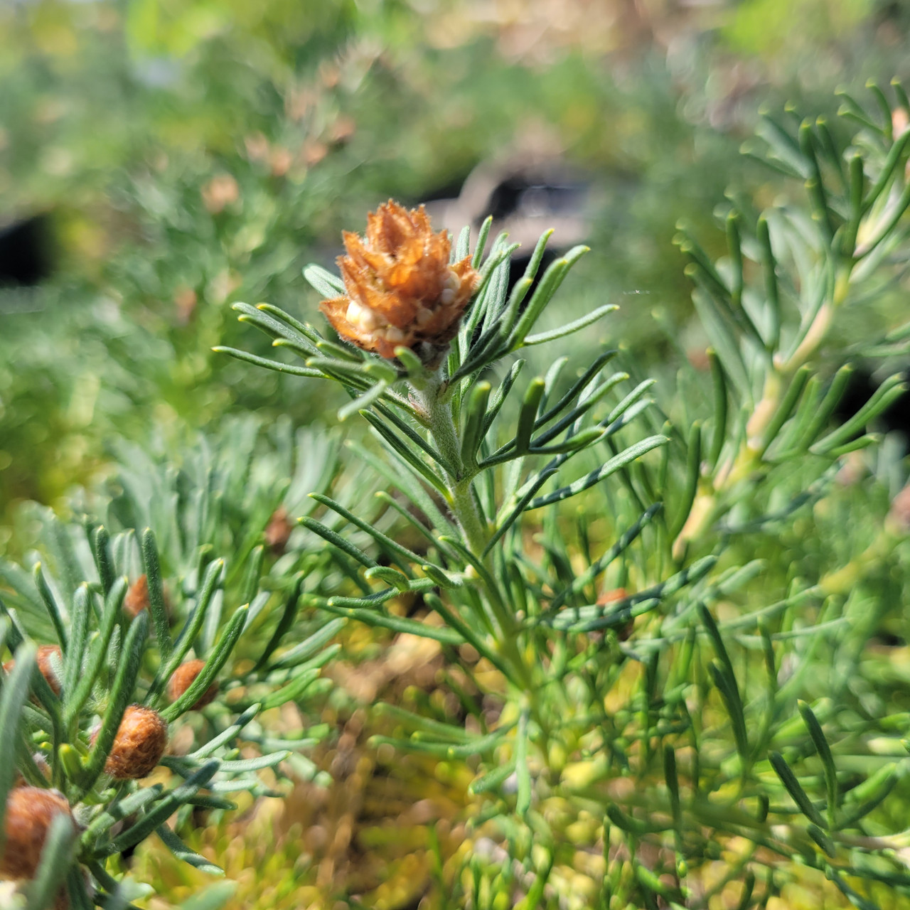 Grevillea crithmifolia | 5-gallon | El Nativo Growers
