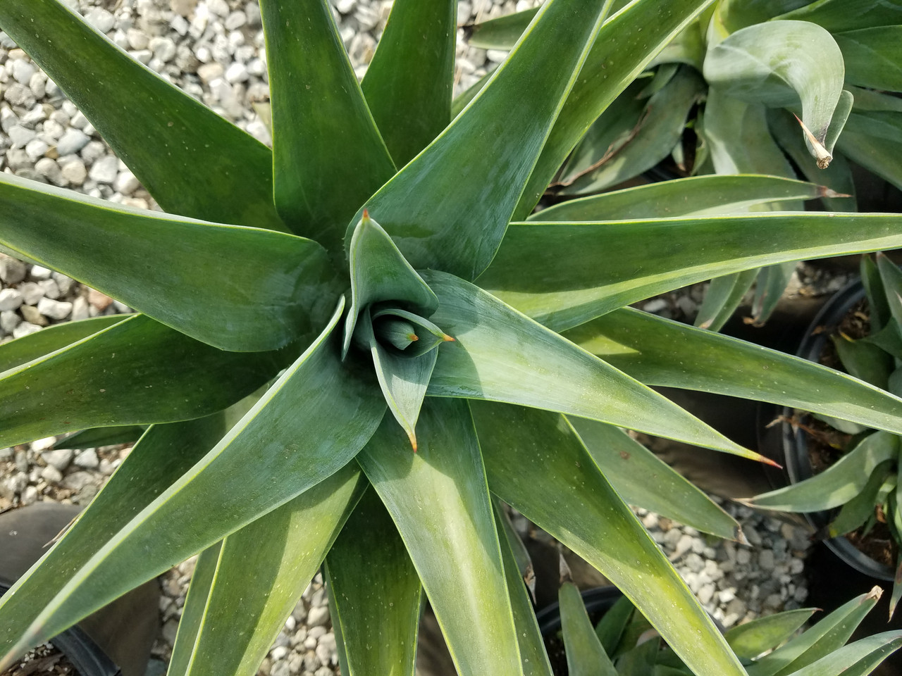 Agave desmetiana (Smooth Agave)